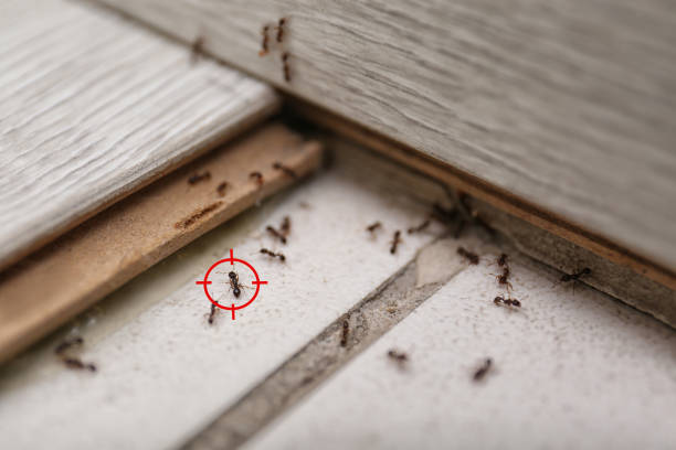 Best Bed Bug Extermination  in Fairfield University, CT